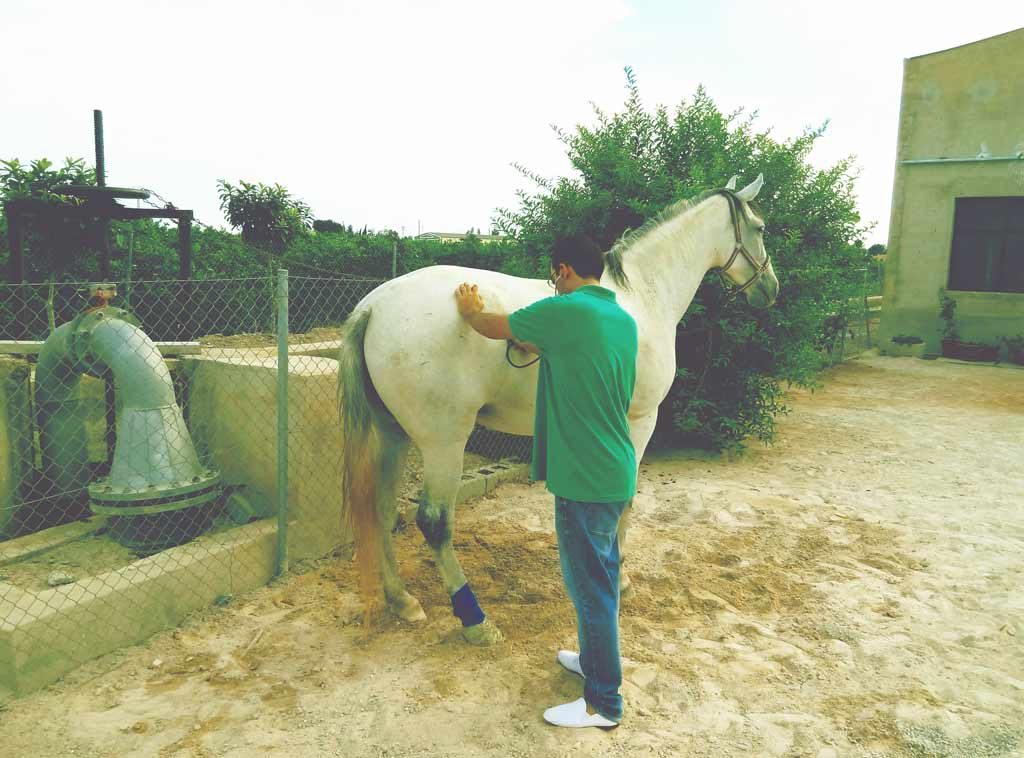 Veterinario de caballos Alicante
