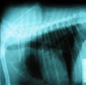 Radiografía latero lateral de tórax perro
