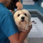 consulta veterinaria perro