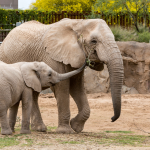veterinario animales agresivos elefante