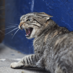 veterinario animales agresivos gato