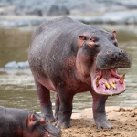 veterinario animales agresivos hipopotamos