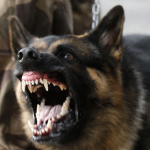 veterinario animales agresivos perro